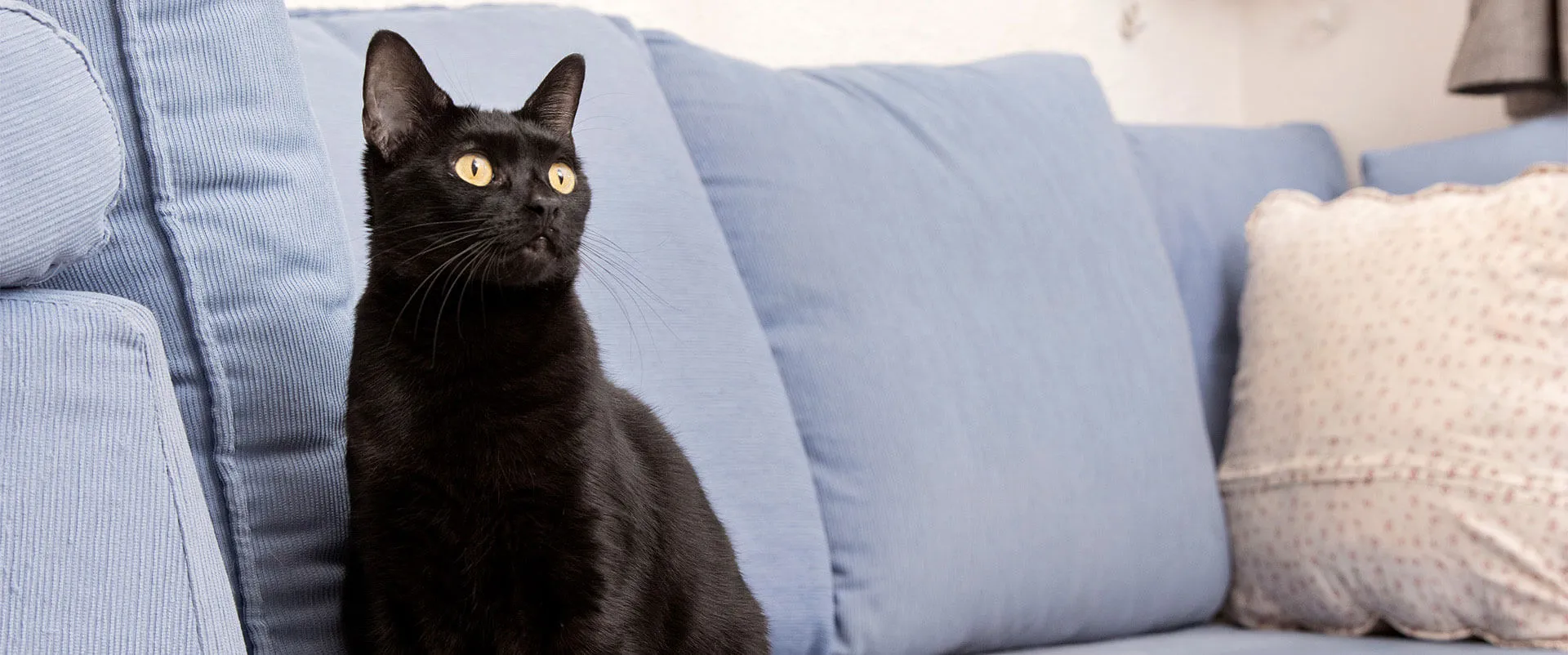 A black cat sitting on a pale blue sofa
