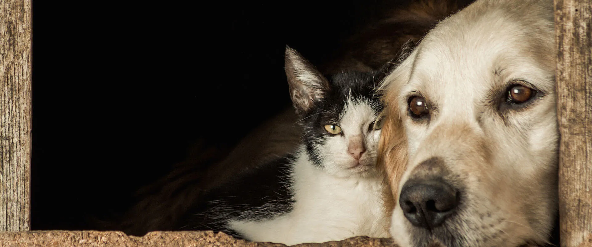 A cat and a golden retriever resting together