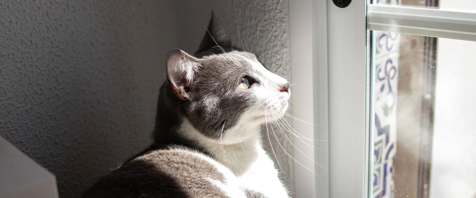 A cat looking out a sunny window