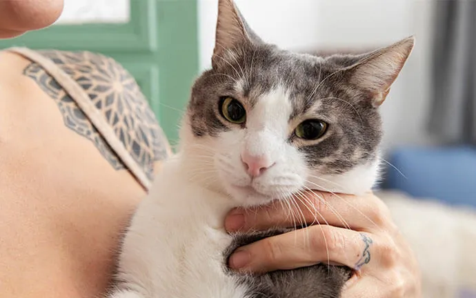 A gray and white cat held gently in its owner's arms