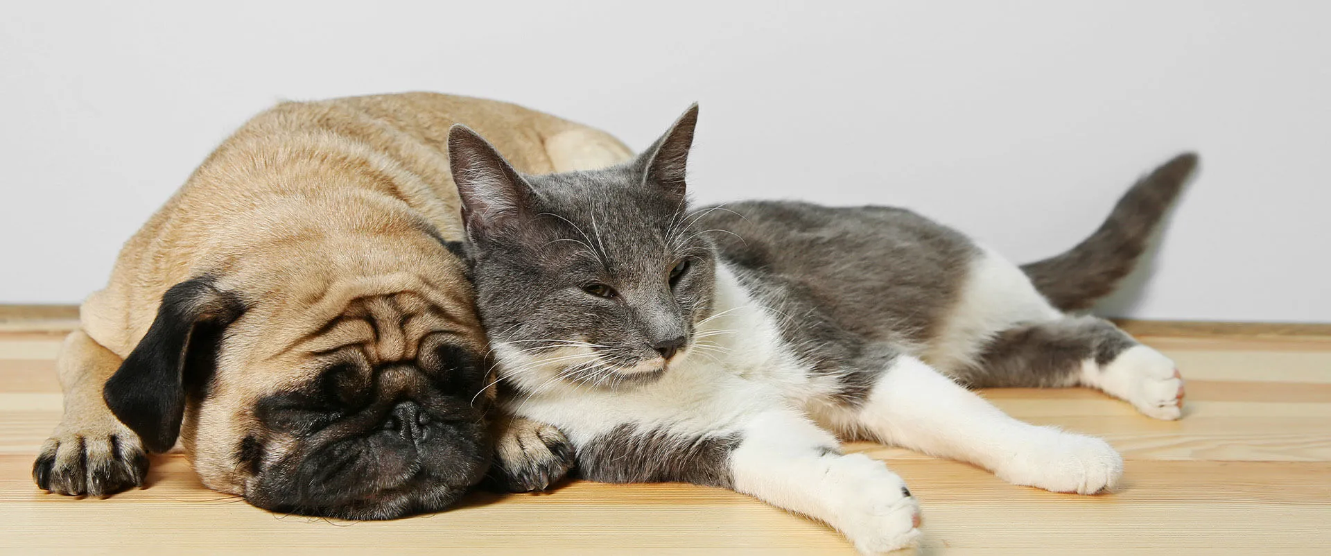 A pug and a gray and white cat napping side by side