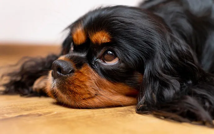 A Cavalier King Charles spaniel lying on a wooden floor at home