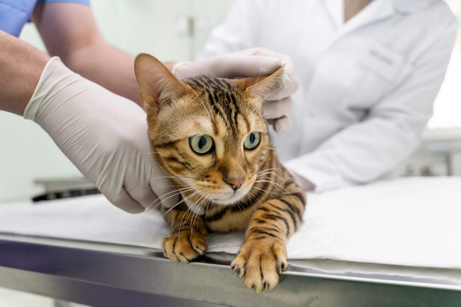 Lab Diagnostics at Wild Magnolia Mobile Vet