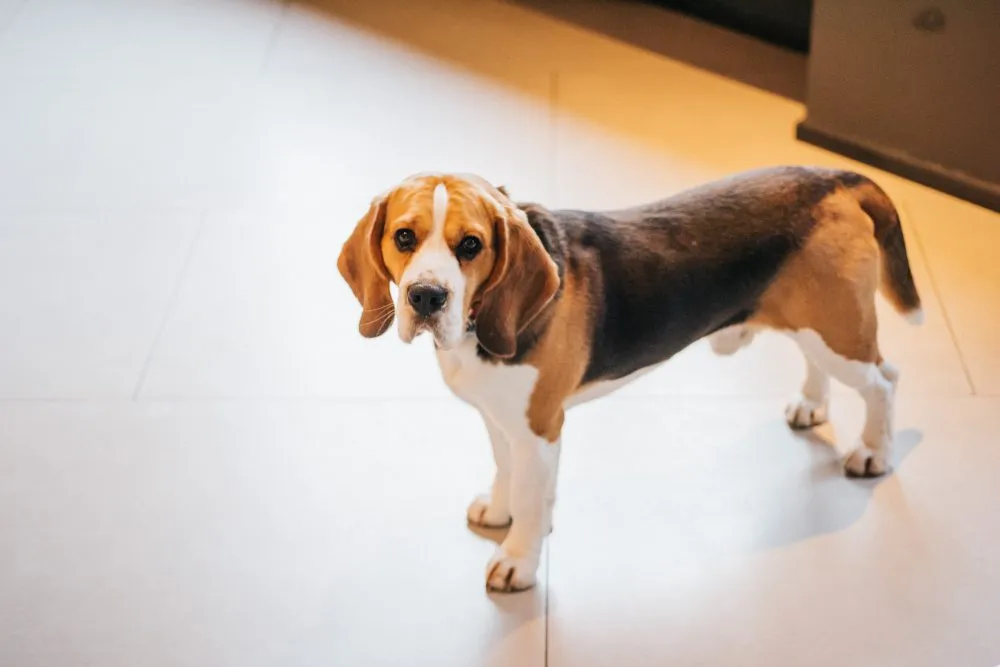Digital Radiology at Wild Magnolia Mobile Vet