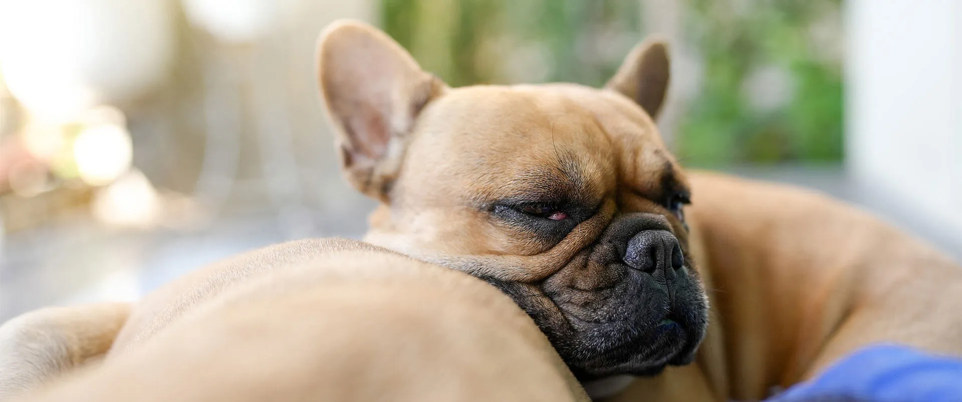 A French bulldog resting its head on a couch cushion