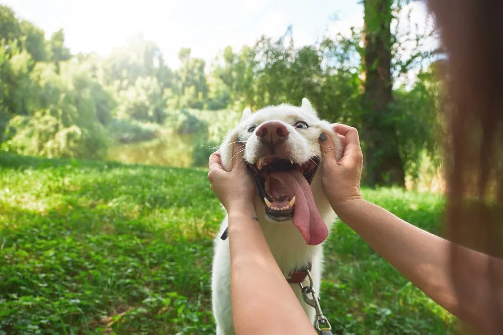 Heartworm Testing at Wild Magnolia Mobile Vet