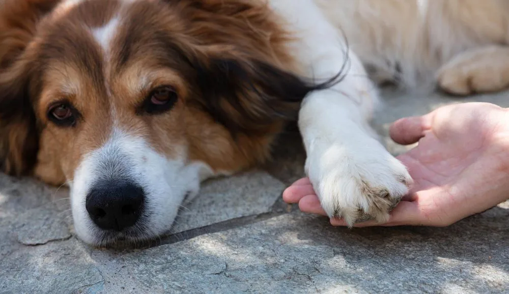In Home Euthanasia at Wild Magnolia Mobile Vet