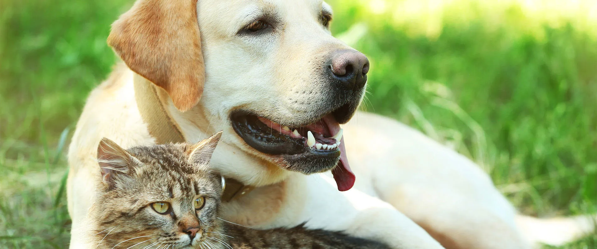 A yellow Labrador and a tabby cat lying together on the grass