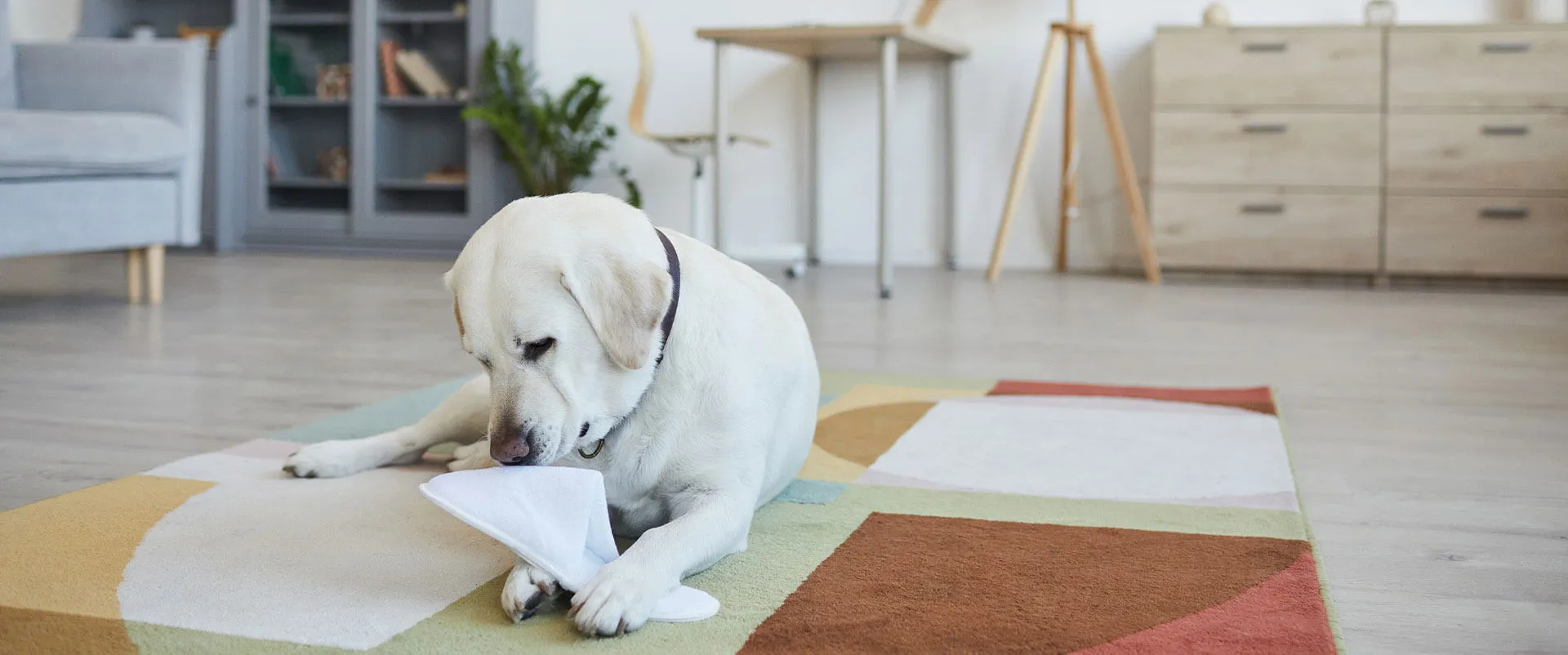 A yellow Labrador relaxing on a rug in a sunny living room