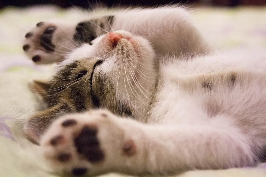 Mass Removal & Minor Surgeries at Wild Magnolia Mobile Vet