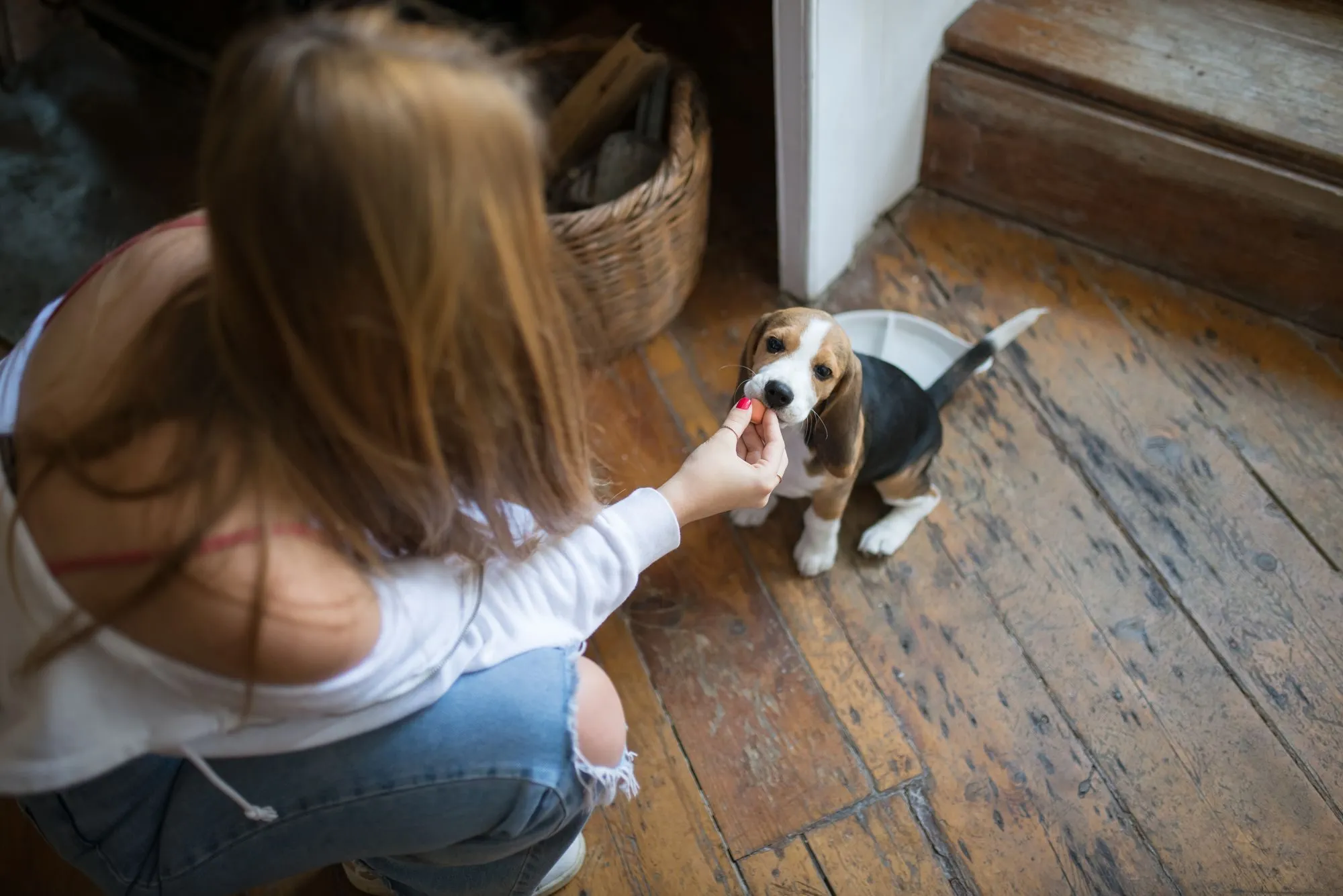 Young woman feeding a beagle puppy from a bowl at home