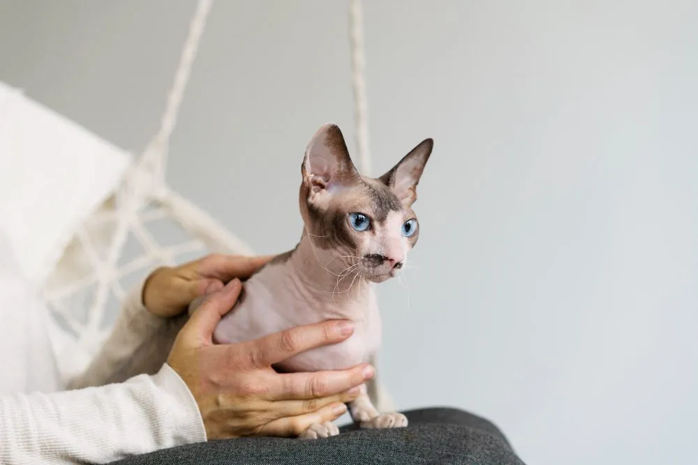 Comprehensive Exam at Wild Magnolia Mobile Vet