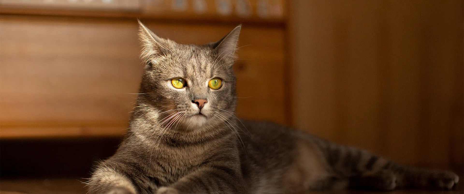 A tabby cat lounging indoors