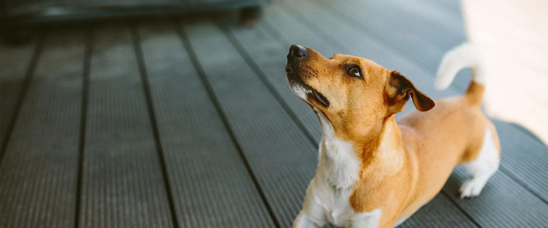 A small terrier looking up while sitting on a backyard deck
